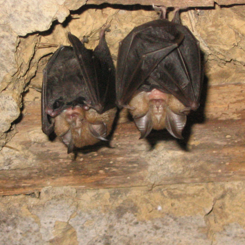 Nuit de la chauve-souris près de Toulouse