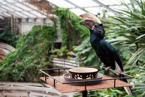 Ferme aux Crocodiles