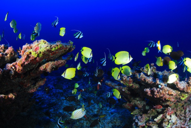 Oniria - Aquarium Canet-en-Roussillon