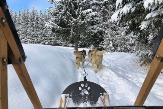 Haut-Giffre - sortie en chiens de traineaux
