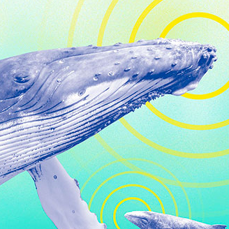 Expo Baleinopolis - Les sociétés secrètes des cétacés