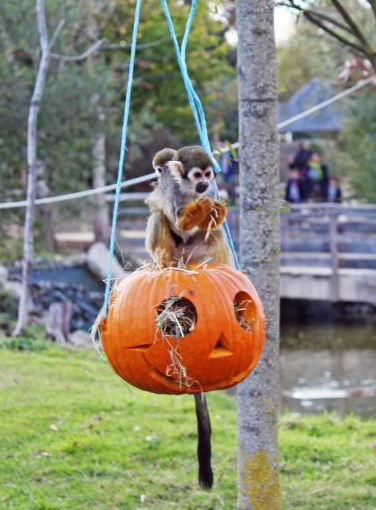Hanimoween 2019 à Planète Sauvage - Saimiri