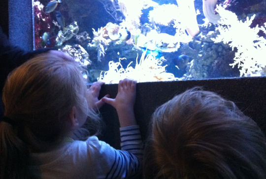 event_lesanimauxmarins_Paris_Fevrier2015_aquarium