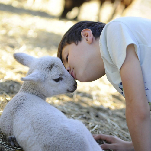 Rencontre entre les enfants et les chèvres