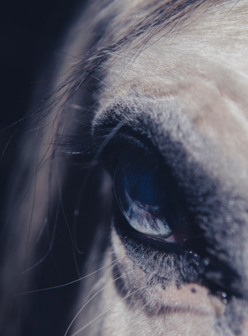Spectacle équestre d'Halloween - Wattrelos