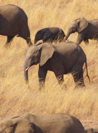 Expo Afrique, savane sauvage : éléphants
