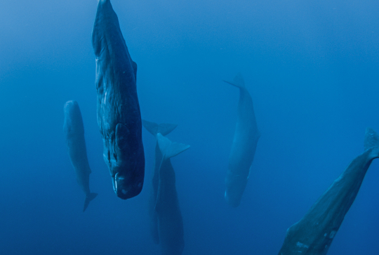 Un nouveau jour sur Terre : cachalots