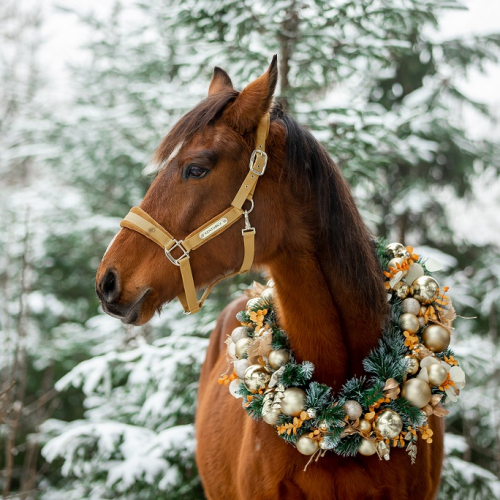 Noël 2024 de l'Hippodrome de Parilly : Un cheval dans la neige