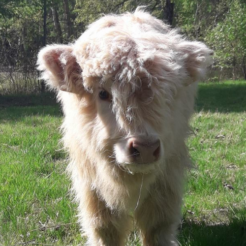 Pinpin Pilou - Vache