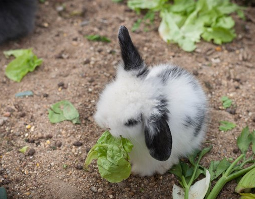 Ferme de la Chasseloire : lapin