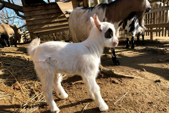 Le Petit Paradis de Vendargues