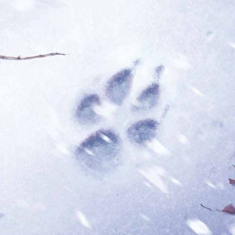 Croc-Blanc, film d'animation - Affiche teaser