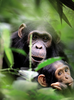 Sur la piste des Grands Singes