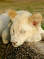 Parc Saint Léger - Les Grands Félins : lionceau