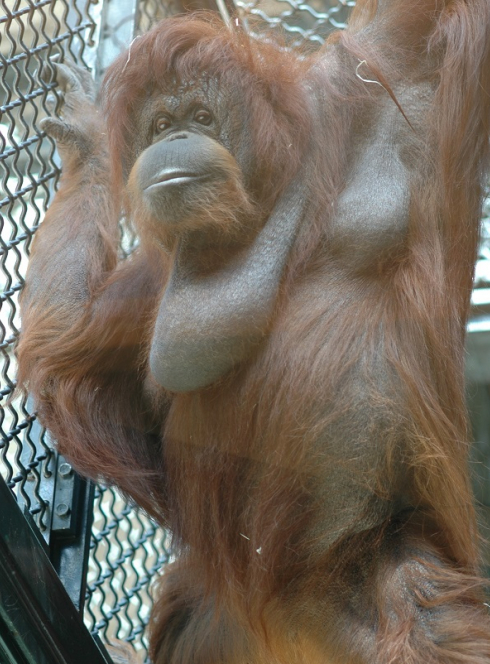 Exposition Les animaux célèbres de la ménagerie