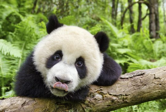 Un nouveau jour sur Terre : panda tire la langue