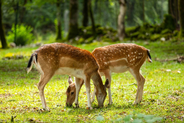 Parc Animalier de Gramat : biches