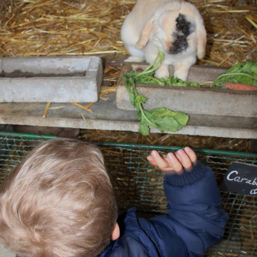 Ferme de la Ranjonnière - Lapin