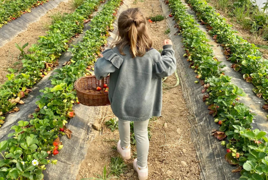 Le jardin d'à coté, cueillette