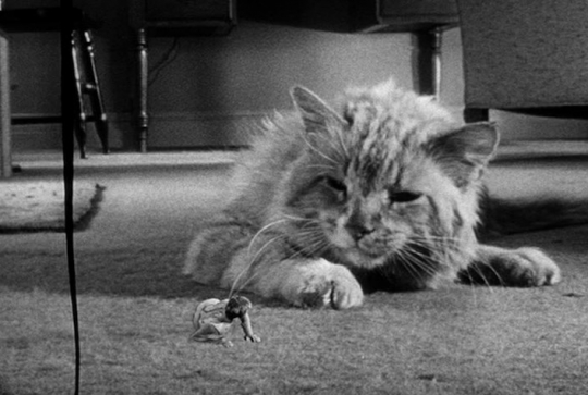 L'homme qui rétrécit : chat