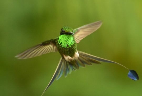 Un nouveau jour sur Terre : colibri