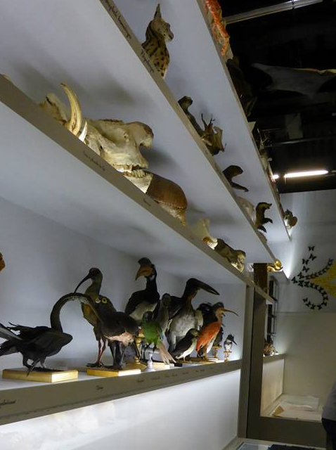 Expo - Dans la chambre des merveilles - Musée des Confluences