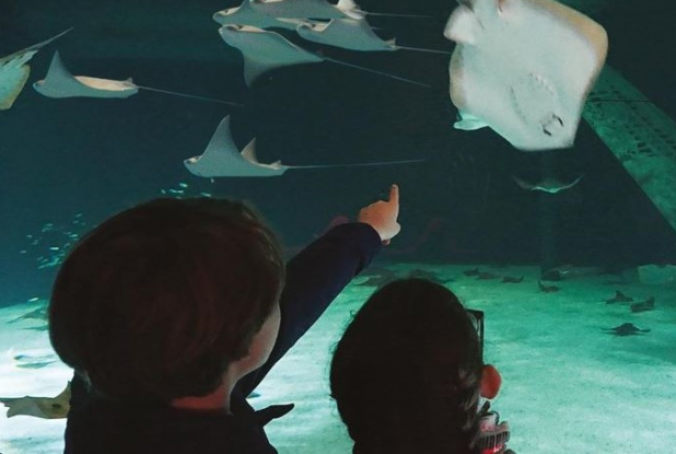 Océarium du Croisic - Raies