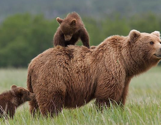 Les Ours Boonie Une Vie Sauvage Bande Annonce Grizzly (Bears), un documentaire sur la vie des ours signé Walt Disney
