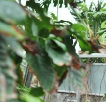 Plantation sous les tropiques