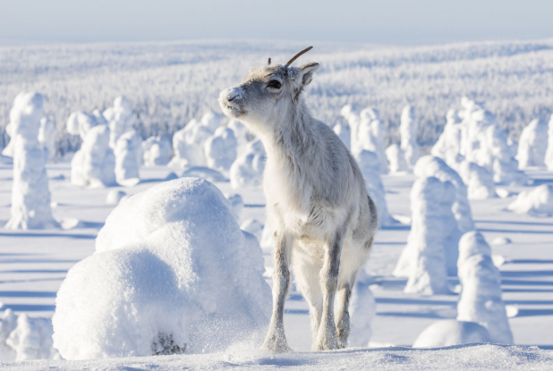 Aïlo : une odyssée en Laponie - Renne hiver