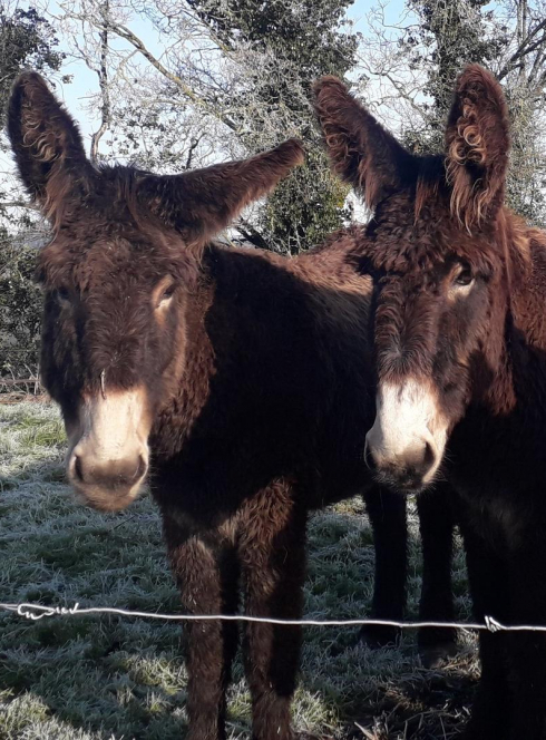 Chasse aux oeufs chéniers
