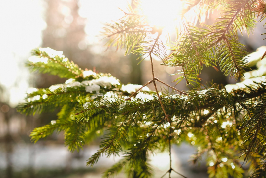 Sapin de Noël et neige