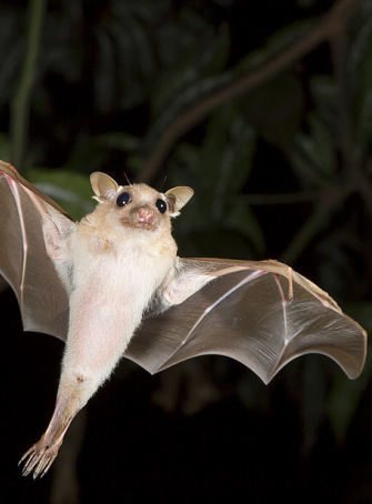 La Nuit de la chauve-souris près de Lille