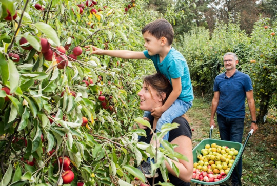 Cueillette de Cergy : pomme ramassée sur le dos d'une maman
