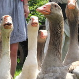 Ferme Marcel Dhénin au cœur de Lille