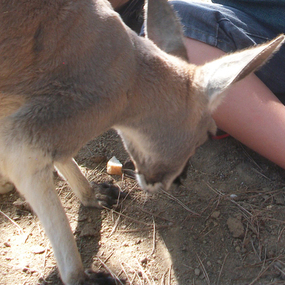 Anniversaire au Parc australien de Carcassonne