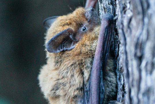 Chauve-souris pipistrelle commune