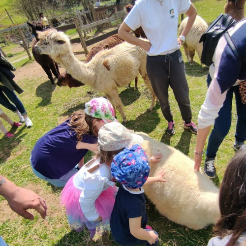 Ferme des lamas et alpagas de Lafayette
