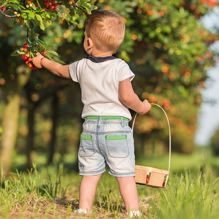 Banque d'image, enfant qui cueille des cerises