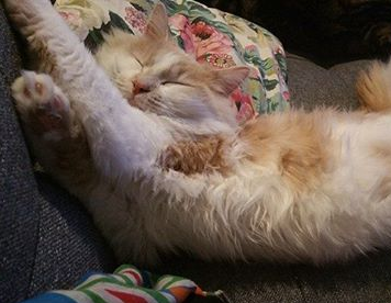 Léonard, résident du Chat Puccino