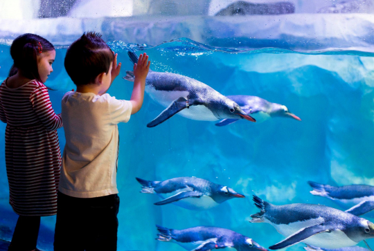 Aquarium SEA LIFE Paris - Val d'Europe : enfants et manchots