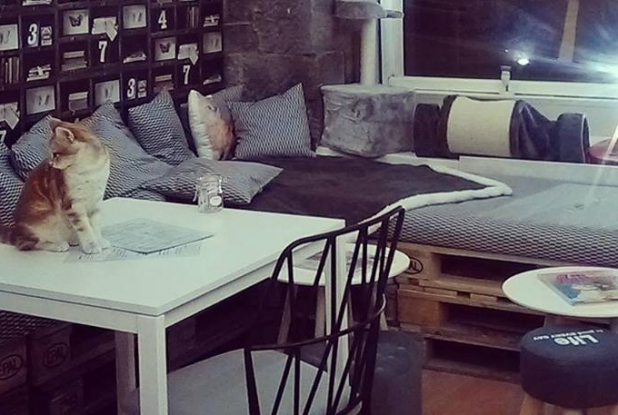 Bienvenue au Chat'Lounge