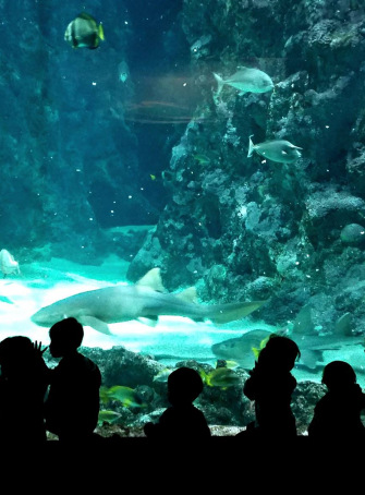 Océanopolis Brest