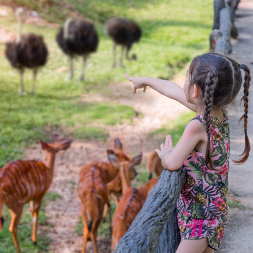 Top des sorties pour les amoureux des animaux près de Nice