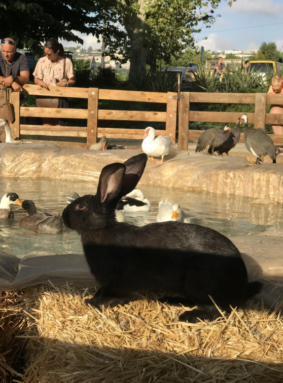 Ferme du Mercantour : Canards sous surveillance