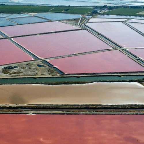 Salins Roses d'Aigues-Mortes