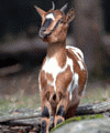 animaux.jpg