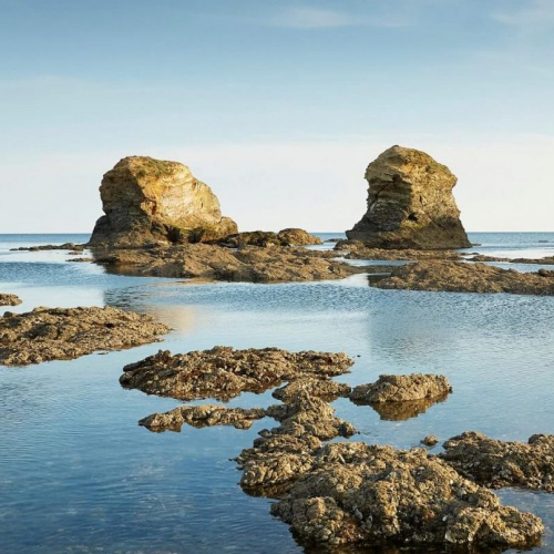 Saint-Hilaire-de-Riez, pineaux