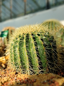 Exposition Bien au sec au jardin des plantes