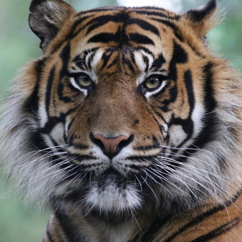 Zoo La Boissière du Doré : tigre